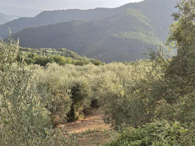 TERRENO VENDESI OLIVETA DI 780 OLIVI CON RIMESSA , POSSIBILITA' LUCE E ACQUA - Foto 9