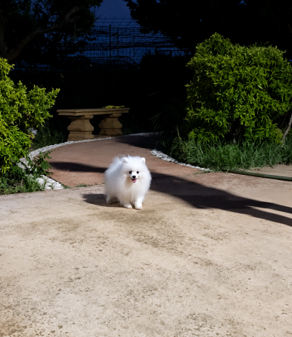 Tenerissimo Pomerania con pedigree - Foto 3