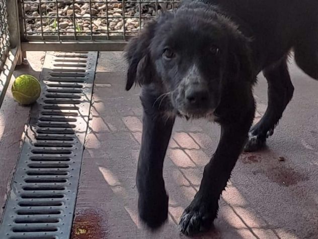 CUCCIOLI IN ADOZIONE - Foto 2