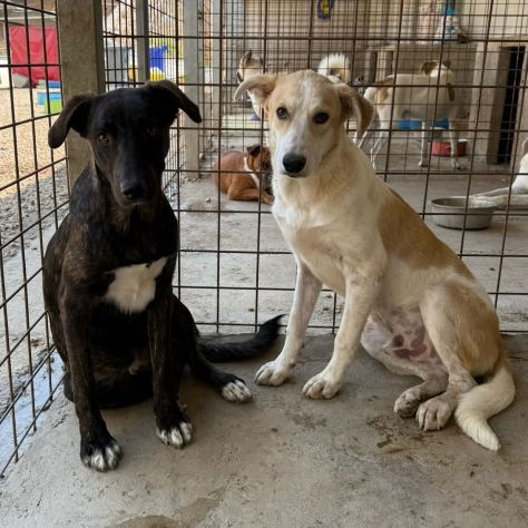 TIGROTTO E PIKACHU CUCCIOLI IN ADOZIONE