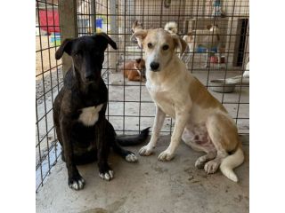 TIGROTTO E PIKACHU CUCCIOLI IN ADOZIONE