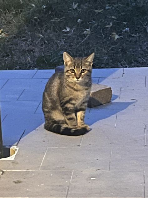 Gattini in Regalo - Foto 4