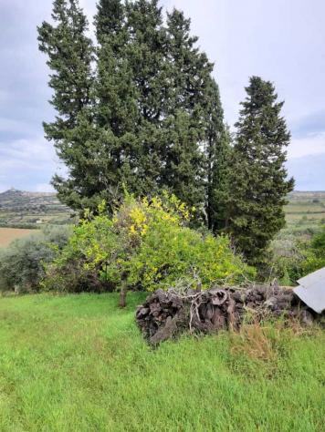 Uliveto in vendita a Siracusa - Foto 4