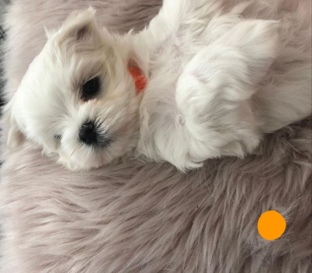 Cuccioli di Maltese - Foto 4
