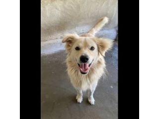 RUNNER un tesoro speciale, cerca casa CANE IN ADOZIONE