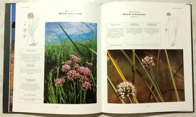 Fiori di pianura di Frigo, Spigariol, Zanetti Ed.Cierre, novembre 1999 nuovo - Foto 3