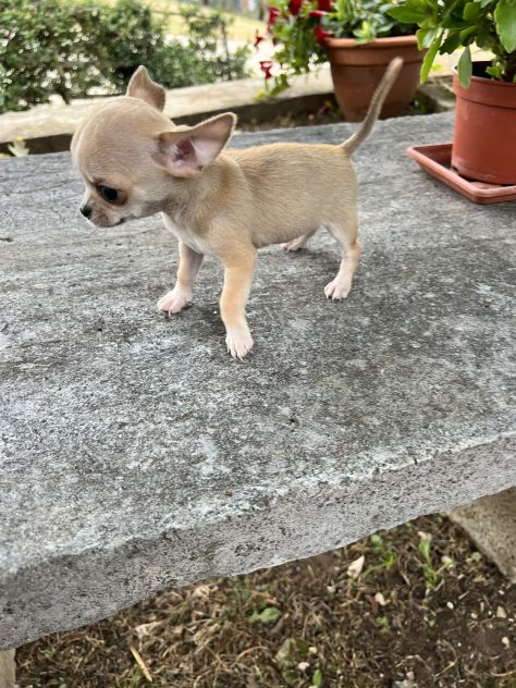 Cucciolo di Chihuahua - Foto 2