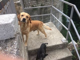 Labrador puro cerca casa