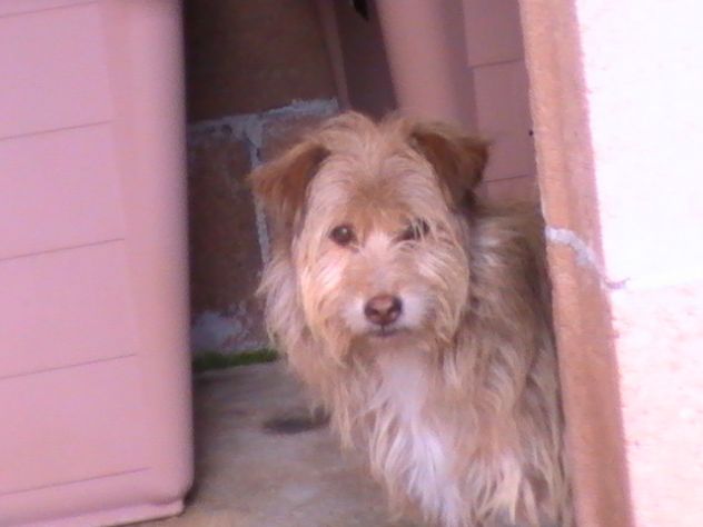 SPEEDY, mix yorkshire - Foto 3