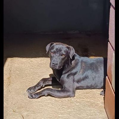 MOSE' ha appena un anno, 12 chili, cerca casa. Cagnolino in adozione.