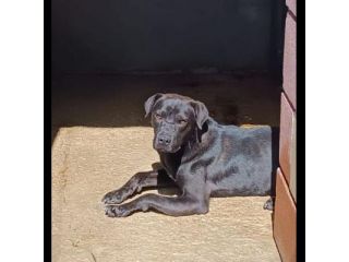 MOSE' ha appena un anno, 12 chili, cerca casa. Cagnolino in adozione.