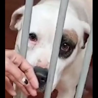 BLOOM AFFETTUOSA CAGNOLONA IN ADOZIONE