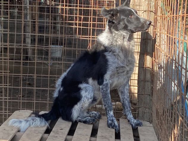 TOTÒ ADORABILE CERCA CASA, CANE IN ADOZIONE - Foto 5