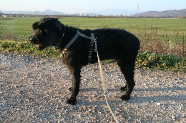 SASHA, docile e fedele schnauzer - Foto 4