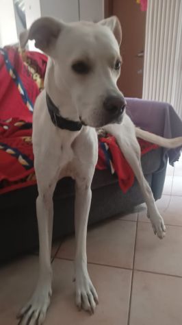 GANDALF, 1 ANNO E MEZZO LA FAMIGLIA NON LO VUOLE E PIU'! - Foto 2
