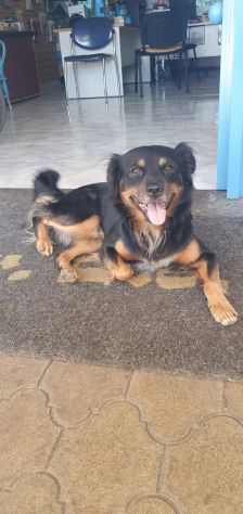 BEN, buonissimo cagnolino - Foto 2
