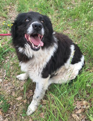 Cosmo 3 anni mix border collie - Foto 4