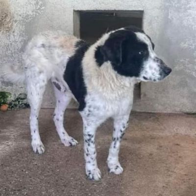 GIOBBE LO SGUARDO DELLA RASSEGNAZIONE. CAGNOLINO IN ADOZIONE - Foto 4