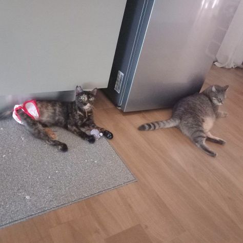 CAROTINA, micia per adozione del cuore! - Foto 4