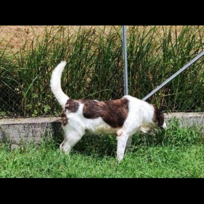 DOC LA DOLCEZZA, cane in adozione - Foto 6