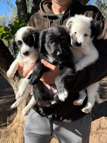 Regalo cuccioli - Foto 5
