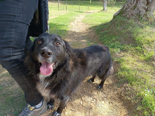 JACK dolcissimo e socievolissimo CAGNOLINO IN ADOZIONE - Foto 7