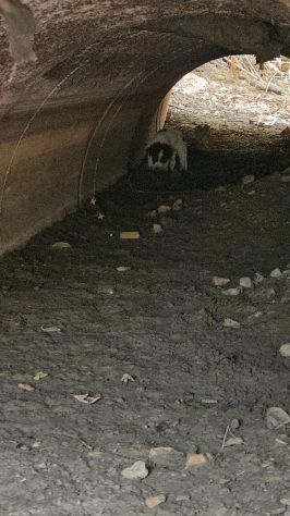 Luisa: 2 mesi taglia contenuta - Foto 10