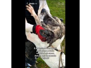NAIROBI ADORABILE COCCOLONA CANE IN ADOZIONE