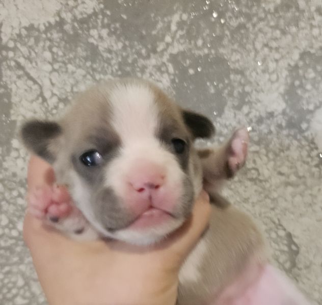Bulldog francese lilac - Foto 2