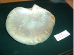CONCHIGLIE di mare (1)