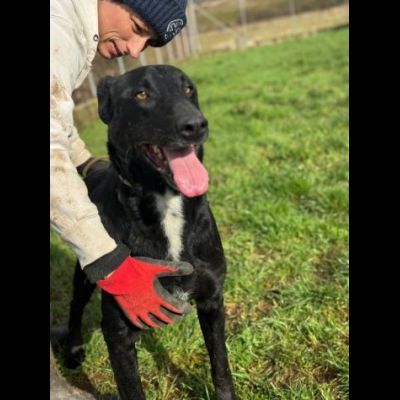 AARON dolce e vitale carbonello, CANE IN ADOZIONE - Foto 8