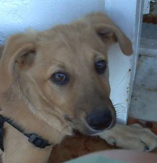SUGAR e amichetta, cuccioli dolcissimi - Foto 4