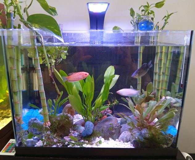 Acquario - Foto 2