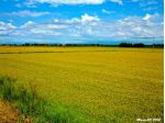 1-2-300 ettari a Riso - Azienda Agricola in provincia di NO - VC