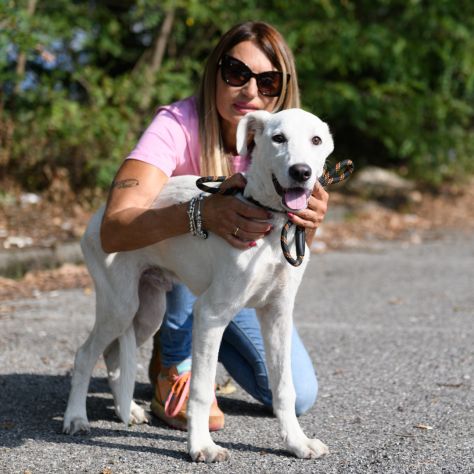 DONATO, 6 MESI E MEZZO (20/03/26), TAGLIA MEDIO/GRANDE, CERCA CASA . - Foto 2