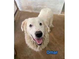 OMAR ADORABILE CUORE DI PANNA CANE IN ADOZIONE