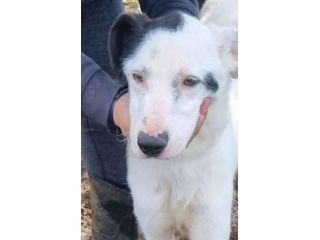 Bus , il cagnolino che prendeva l'autobus