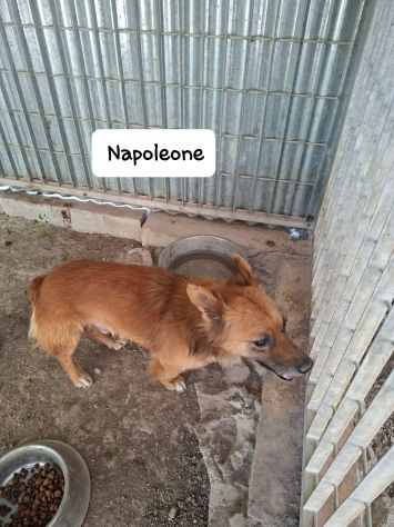 Napoleone e Garibaldi taglia mini 6 kg - Foto 5