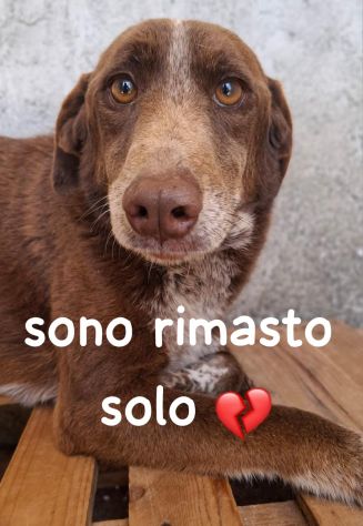 CHOCOLATE 4 ANNI SIMIL BRACCO