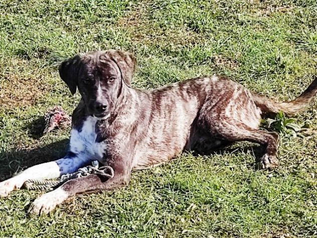 ZENO AMABILE E COCCOLONE: CANE IN ADOZIONE - Foto 7