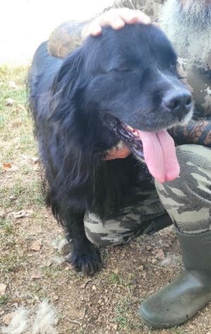 CANE IN ADOZIONE: NADAL, adorabile tenerone. - Foto 8