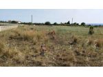 Agricolo in vendita a Siracusa