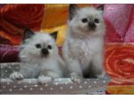 Cuccioli Sacro di Birmania con pedigree