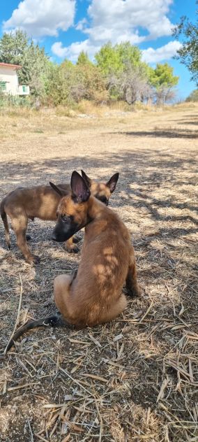 Allevamento e Cuccioli Pastore Belga Malinois Campania. Consegna tutta Italia. - Foto 3