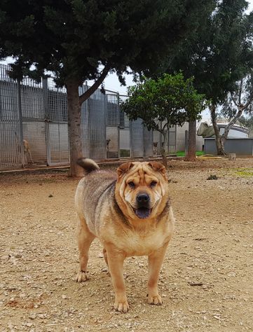 Margot, stupenda mix shar pei in adozione - Foto 3