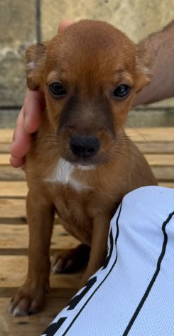 PINSCHER INCROCIO: 2 MESI E MEZZO, CERCANO UNA FAMIGLIA PER SEMPRE! - Foto 8
