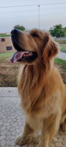Cuccioli di Golden Retriever con pedigree ENCI - Foto 3