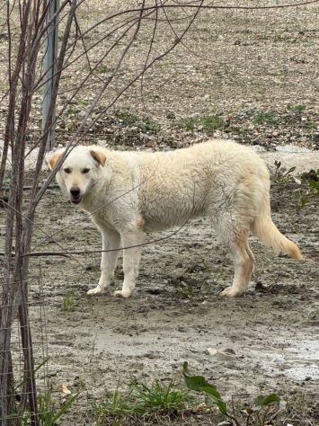 MICKY: CUCCIOLONA TAGLIA MEDIA SOCIEVOLE, EQUILIBRATA - Foto 4