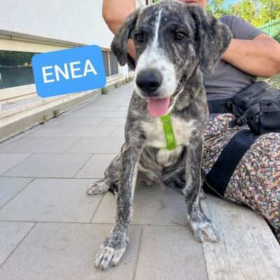 ENEA CUCCIOLO DA SOGNO IN ADOZIONE - Foto 4