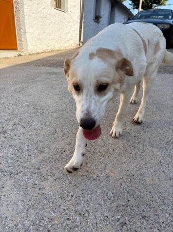 Malu cucciolo adozione del cuore - Foto 5